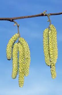 Common Hazel Tree Drucke: Common Hazel Tree - catkins