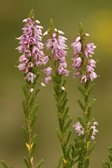 Drucke von Rog-12750 Gemeine Heide oder Ling im Blütenstand Calluna vulgaris von Bob Gibbons Bitte beachten Sie Ling Drucke: Gemeiner Heidekraut oder Ling im Blütenstand