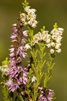 Common Heather Species Drucke: Common heather, or ling, in flower, with normal and white forms