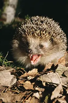 European Hedgehog Pictures Drucke: Common Hedgehog - calling