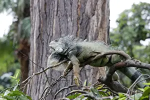 M Watson Photography Drucke: Common Iguana
