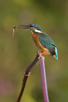 Alcedo Atthis Species Drucke: Common Kingfisher