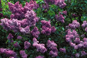 Lilac Flowers Drucke: Common Lilac