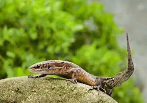 Lacerta Vivipara Species Drucke: Common Lizard – side view UK