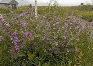 Purple Flowers UK Drucke: Common Mallow