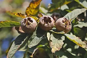 Mespilus Germanica Drucke: Common Medlar
