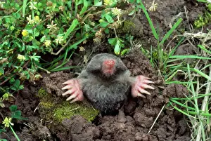 Drucke von AEB-2941 Europäisch/ Gemeinmoles - aus dem Loch auftauchend, mit Spatenfußen für das Graben Europäischer Maulwurf Drucke: Gemeiner Maulwurf