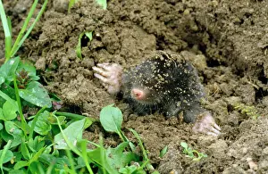 Drucke von CMB-480 Gemeiner Maulwurf - aus dem Boden aufsteigt Talpa europaea Chris Martin Bahr Beachten Sie Talpidae Drucke: Gemeiner Maulwurf