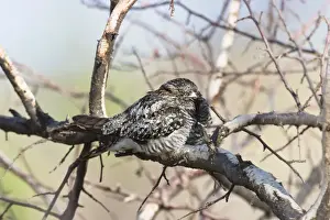 Gewöhnlicher Nachtigall