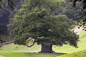 Single Oak Tree Image Drucke: Common Oak