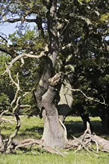 Gemeiner Eichenbaum