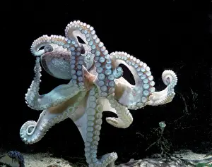 Jean Michel Labat Artwork Drucke: Common Octopus
