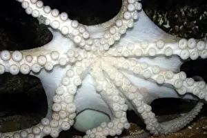 Octopus Underwater Drucke: Common Octopus - showing underside