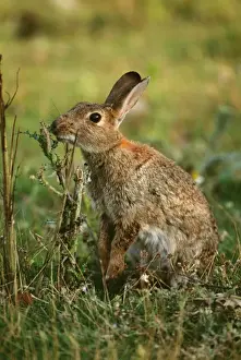 Oryctolagus Cuniculus Pictures Drucke: Common Rabbit UK