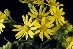 United Kingdom Wildflowers Drucke: Common Ragwort