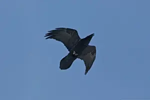 Corvus Corax Images Drucke: Common Ravin