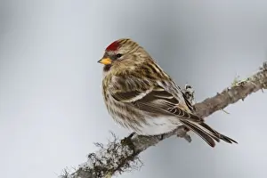 Personal Use Bird Prints Only Drucke: Common Redpoll