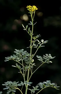 Herb Garden Plants Drucke: Common Rue