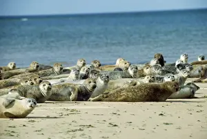 Chris Knights Photography Drucke: Common Seal