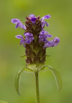 Purple Flowers UK Drucke: Common Selfheal