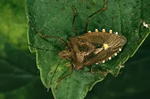 Coreus Marginatus Drucke: Common Sheild Bug In forest