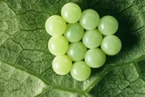 Shield Bug Reproduction Drucke: Common Shield Bug Eggs