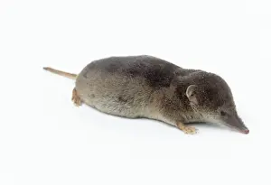 Small Mammal Photography Drucke: Common Shrew