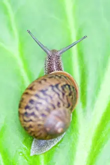 Drucke von FEU-691 Gemeine Schnecke auf Blätter der Bergenia, Helix aspersa von Geoff du Feu Beachten Sie bitte Schnecken Drucke: Gemeiner Schneckenfuss - auf Blatt der Bergieße
