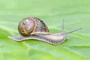 Nature Inspired Wall Art Drucke: Common Snail on leaf