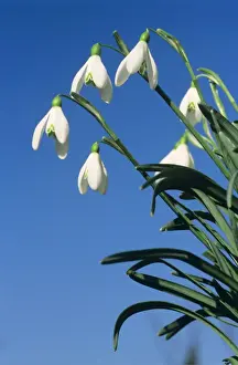 Johan De Meester Photography Drucke: Common Snowdrop