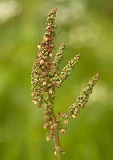 European Flora Photos Drucke: Common sorrel