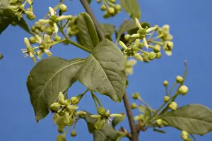 Personal Use Prints Only Drucke: Common Spindle Tree blooming