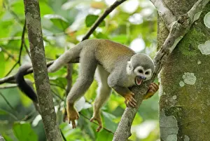 Tropical Rainforest Monkeys Drucke: Common Squirrel Monkey - Iquitos - Peru