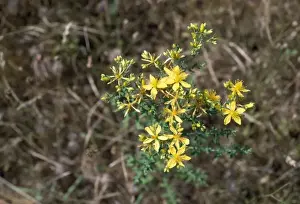 Medicinal Herb Photos Drucke: Common St John's Wort