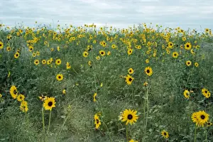 Field Flowers Drucke: Common Sunflower