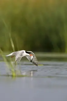 British Seabird Species Drucke: Common Tern