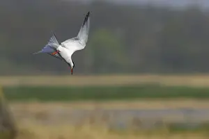 Coastal Bird Species UK Drucke: Common Tern - Diving for fish Minsmere, Suffolk, UK BI009841