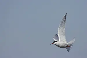 Bird Photography Prints For Sale Drucke: Common Tern - In flight Minsmere, Suffolk, UK BI009861