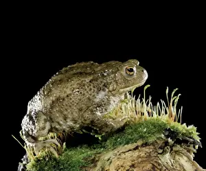 Gemeiner Laubfrosch