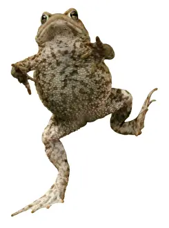 White Background Animal Photoshoots Drucke: Common Toad BB 599-M Mr Toad Bufo bufo © Brian Bevan / ardea. com