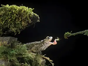 Bufo Bufo Species Drucke: Common Toad BB 601 Catching Shield Bug
