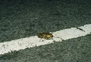 Bufo Bufo Species Drucke: Common Toad - crossing road. UK
