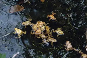 Common Toad Mating Drucke: Common Toad - mating Europe