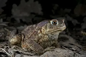 Toads In The Wild Drucke: Common Toad - at night