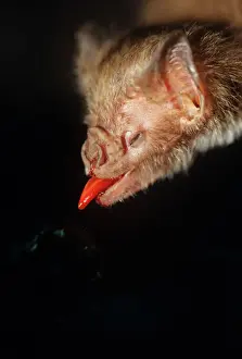 Drucke von NG-1402 Gemeiner Vampirfledermaus - Näherung zum Kopf beim Fressen mit ausgestrecktem Zungenstock, São Paulo-Staat, Brasilien Desmondus rotundus Nick Gordon Bitte beachten Sie Phyllostomidae Drucke: Gewöhnlicher Vampirvogel - Näherung einer Kopffotografie beim Fressen mit ausstrecktem Zungen