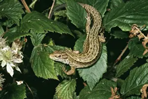 Wildlife Art Prints Online Drucke: Common / Viviparous Lizard