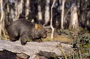 Unique Animal Wall Art Prints Drucke: Common Wombat Australia