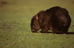 Tasmania Wildlife Photography Drucke: Common Wombat - feeding on grass