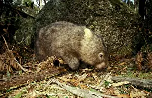 Common Wombat Drucke: Common Wombat - foraging beside boulder