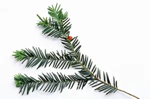 Taxus Baccata Drucke: Common Yew